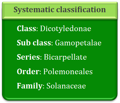 Systematic classification of solanaceae, dicotyledonae, gamopetalae, bicarpellate, polemoneales, 